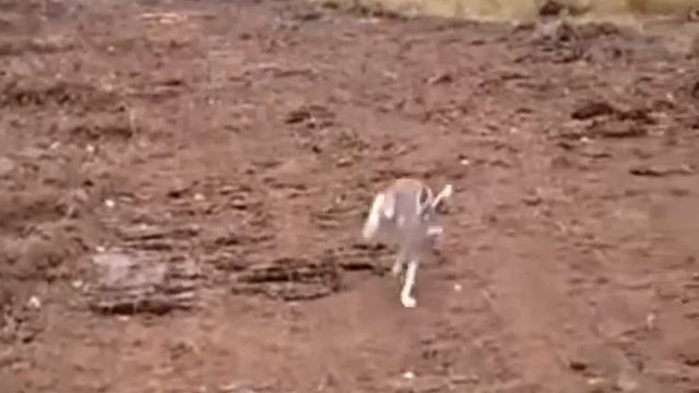 Заяц убегает от собаки смотреть онлайн