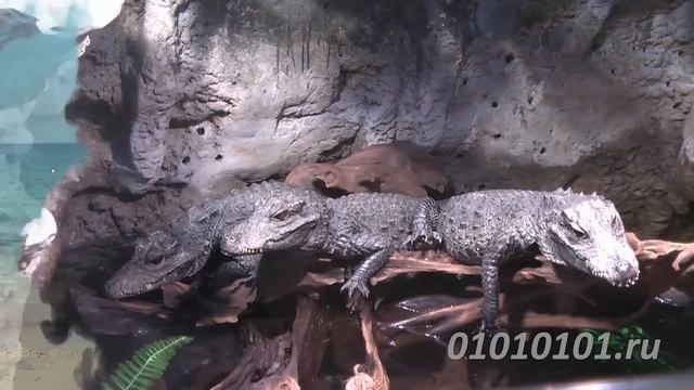 Как сделать в видео эффект чернильных пятен самостоятельно смотреть онлайн