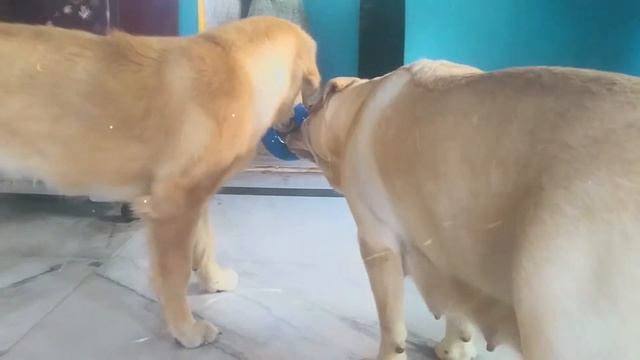 labrador retriever | golden retriever | (Play Time)