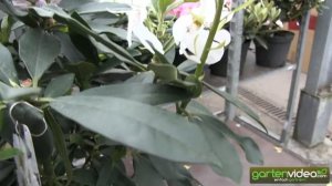 Rhododendron Hybride Madame Masson