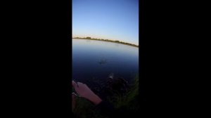 Вечерняя поклёвка жереха(конец июля)