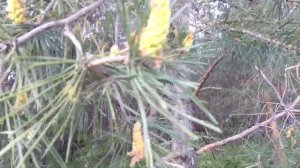 Набрали пыльцу сосны! И нашла что потеряла полгода назад...