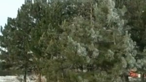 Территория 02 выпуск №115.flv.mp4