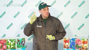 Как правильно сажать луковичные: ранункулюсы, анемоны, каллы