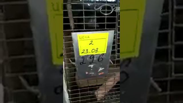 Шиншилловая ферма Ретас - рождение шиншилл.