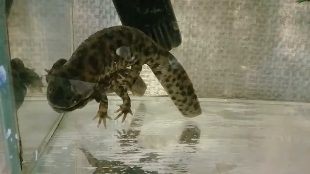 Брачный танец Иглистых тритонов. смотреть онлайн