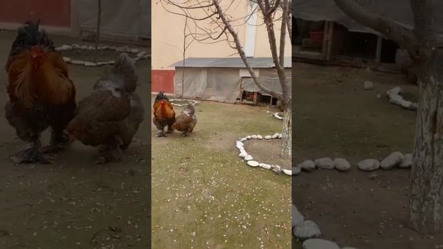 Brama Isabella 1+2 Брама изабелла иван #chicken #куры #товук #tovuqlar #brama #brahma