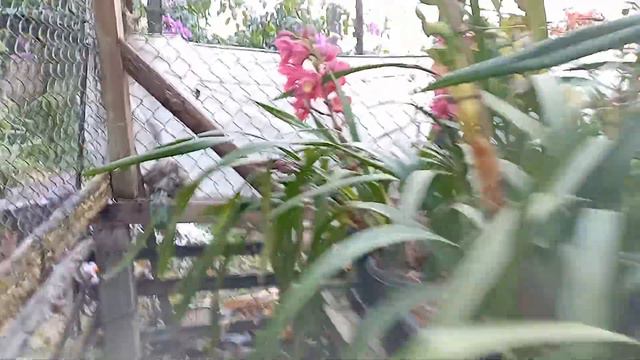 cymbidium orchids beautiful blooms # how too care cymbidium orchids смотреть онлайн