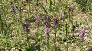 Orchids: Dactylorhiza maculata