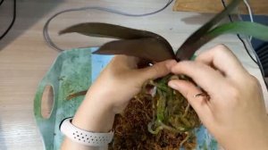 Пересадка подростка орхидеи с цветоносом.