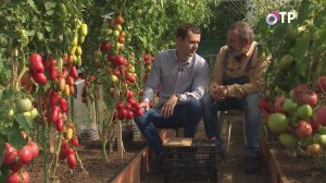 СУПЕРТОМАТЫ ОТ АГРОФИРМЫ ПАРТНЕР