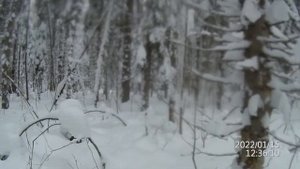 Мототолкач Ураган Сибирь на 600 гусенице, еду напрямик через лес, снега почти по пояс.