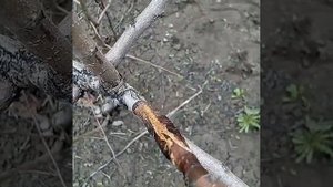 Мои прививки как привить сад дача перезимовали