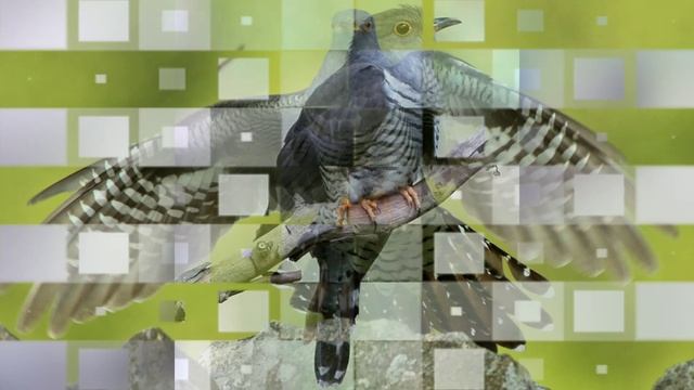 Кукушка *** Пение птиц смотреть онлайн