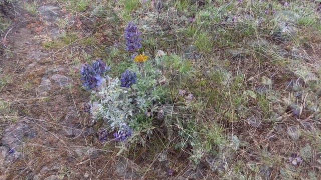 Early Spring Wildflowers: rainy with mixed snow | Snow Mountain Ranch near Yakima смотреть онлайн