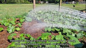 Как поливать дыни?
