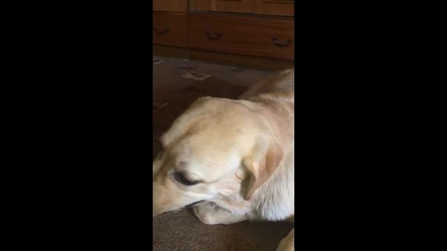 Собака лабрадор Тафгай радуется после купания, а потом спит. Щенок лабрадора разнес квартиру смотреть онлайн