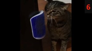 #top    products for cats and dogs   топовые товары для кошек и собак 27