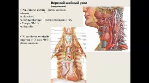 Симпатическая часть вегетативной нервной системы: симпатический ствол