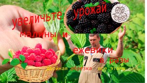Только представьте, в 3 РАЗА БОЛЬШЕ малины на той же площади!