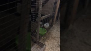 Адлерская серебристая.