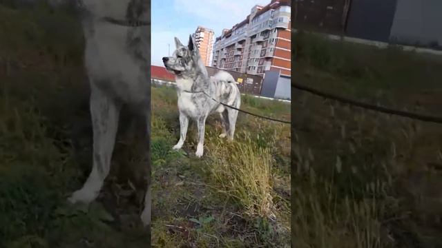 Наш красавчик 😍 #акита #akitainu #собака #dog #animals #акитаину #cat смотреть онлайн