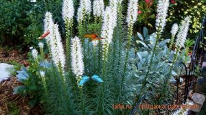 Лиатрис колосковый Альба (liatris spicata alba) ? Альба обзор: как сажать, рассада лиатриса Альба