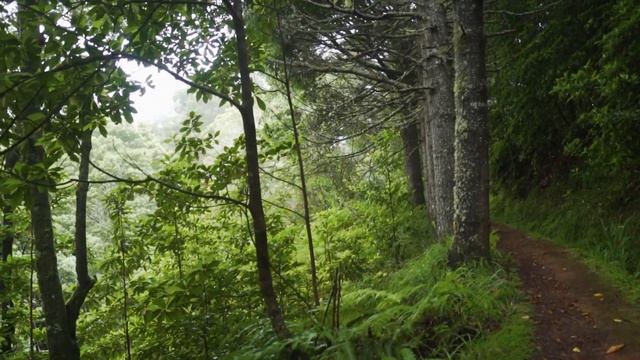 релакс. зеленый лес, звуки природы, пение птиц смотреть онлайн