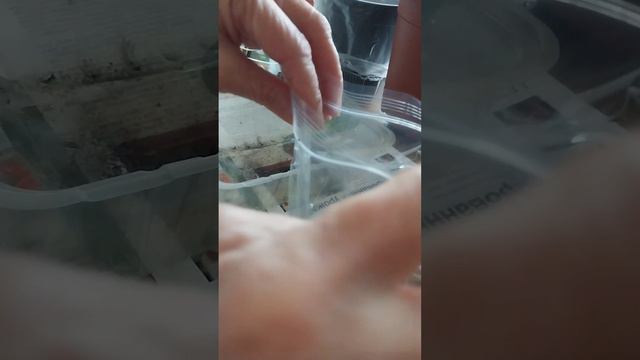 Черенкую фуксию ,, Аннабель" смотреть онлайн