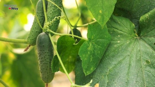 Сода Лучшее Средство В Борьбе С Мучнистой Росой! смотреть онлайн