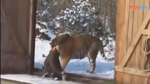 Огромный Амурский тигр - ( Весом 334 кг) смотреть онлайн