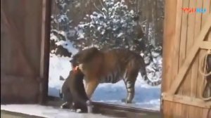 Огромный Амурский тигр -  ( Весом 334 кг)