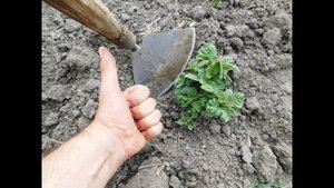 Сделайте это с КАРТОФЕЛЕМ! Результат ОШЕЛОМИТ! Засыпьте всходы картофеля ПОЧВОЙ