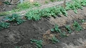 Картофель-Белый лебедь,Сынок,Сарпо мира,Уника,Финский,Египетский-19ть. сортов..