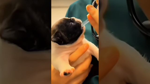 Carvajaaaaaaa смотреть онлайн