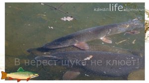 Как ловить щуку весной в апреле на спиннинг?+Секреты ловли щуки в апреле!