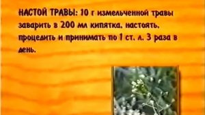 Пастушья сумка - полезные свойства и применение в медицине