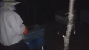 Слет пчел и как мы его лечили