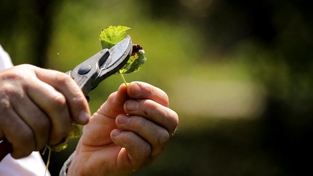 Зачем обрезать и обрабатывать кустарники после плодоношения?