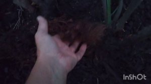 Корнесобственные розы слабые??? Позвольте не согласиться!???;Как сохранить розы в прикопе зимой❄ ?