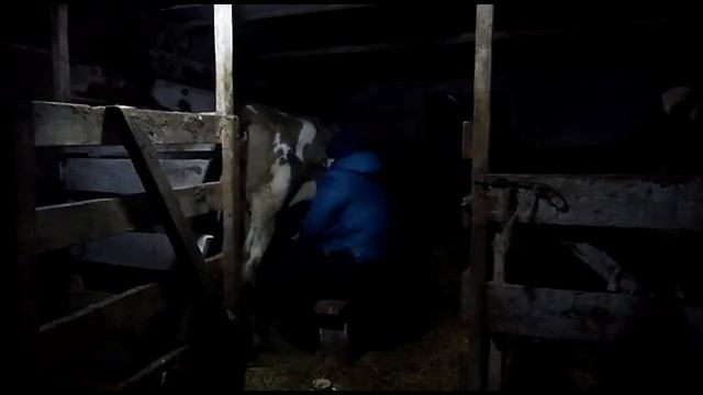 РАННЕЕ УТРО В ДЕРЕВНЕ,ЗАПУСК КОРОВ ПЕРЕД ОТЕЛОМ, смотреть онлайн