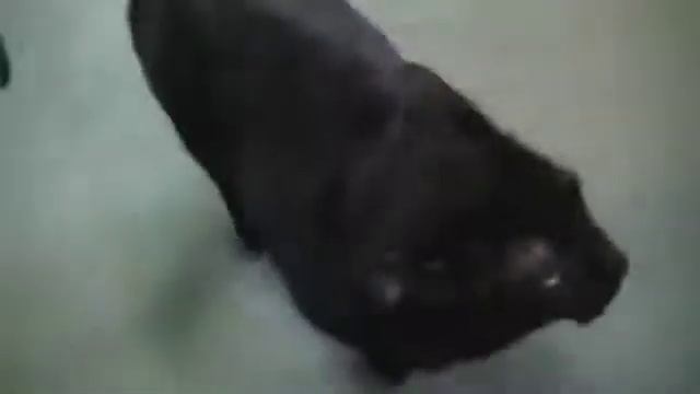 Talking Kitty Cat 14 - Butt Licked In The Face (reupload) смотреть онлайн