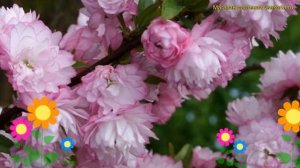 Вишня железистая Розеа Плена. Краткий обзор, описание характеристик cerasus vulgaris Rosea Plena