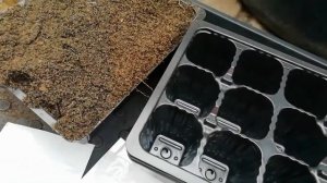 Рассада капусты в кассетах.