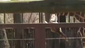 Жираф писает)Киевский зоопарк.