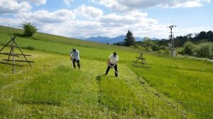 Stihl FS 38 with DuroCut 5-2 versus Stihl FS 38 with Regular Trimmer Line - Love Scything 21