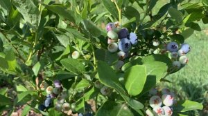 Голубика Нельсон. Краткий обзор плодоношения. 18.07.21