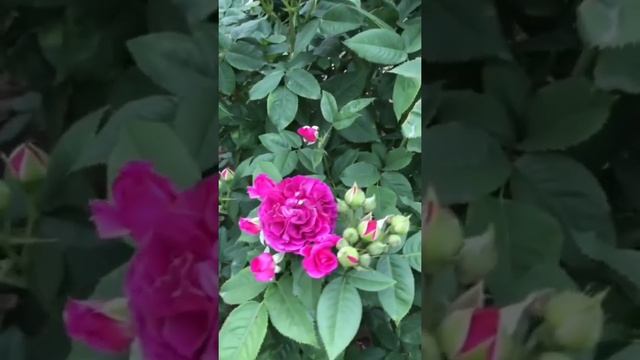 Шраб Перпл Лодж,Rosa Purple Lodge,Франция, Rierre Orard, 2010год. смотреть онлайн