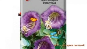 Кобея обыкновенная Лазающая Фиолетовая ? обзор: как сажать, семена кобеи Лазающая Фиолетовая