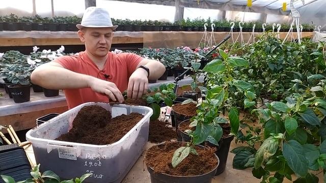 Фуксия. Пышное кашпо весной из фуксии. Делаем фуксию на штамбе.